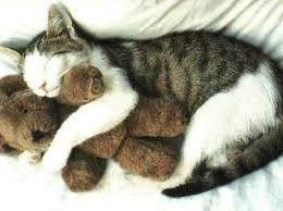 cat teddy hug