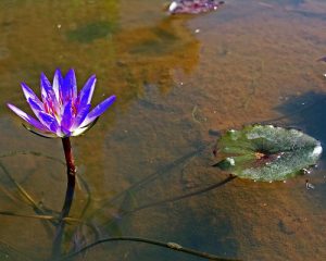 lotus in dirty mud